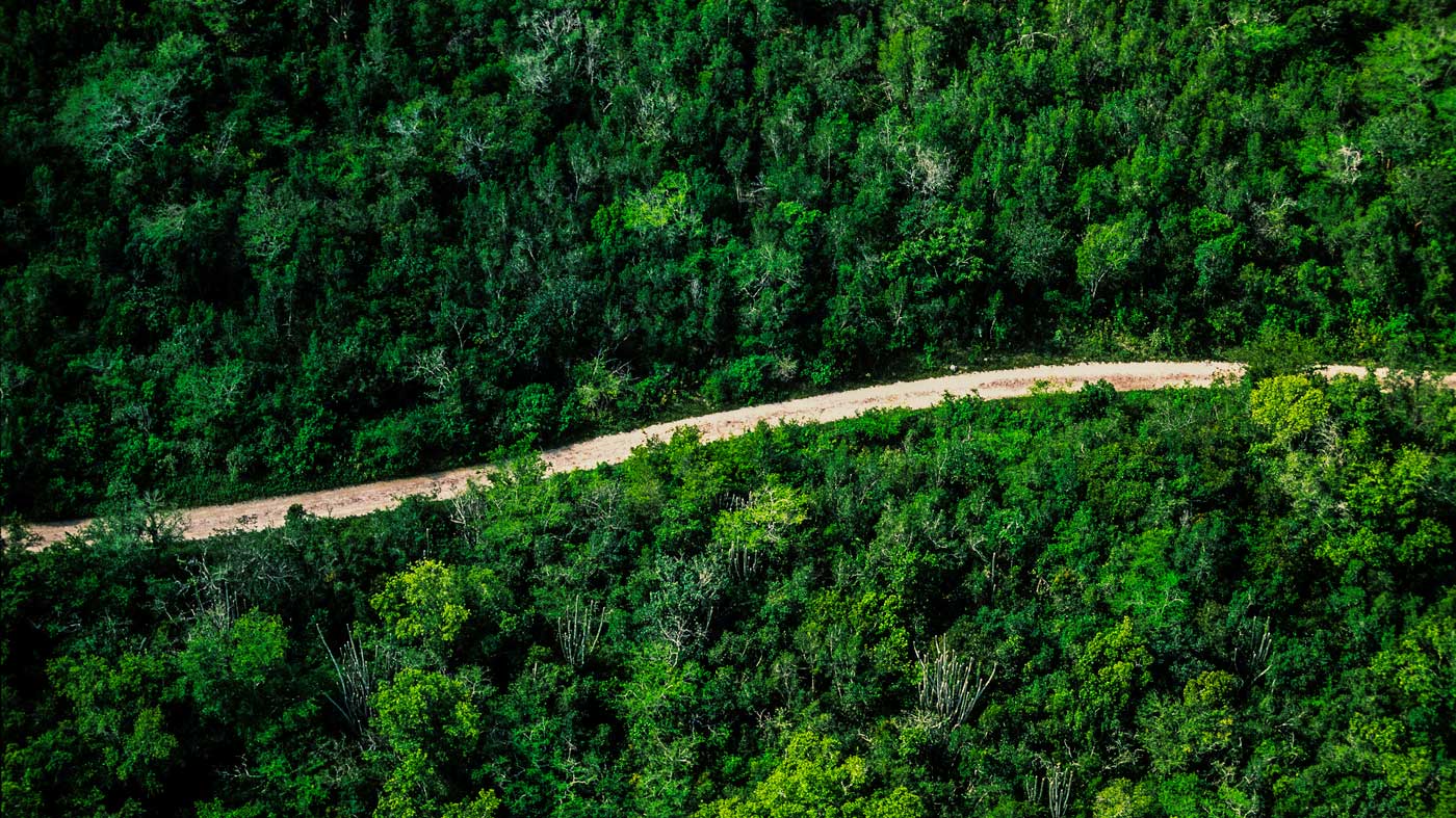 Dirt road in tropical national park.