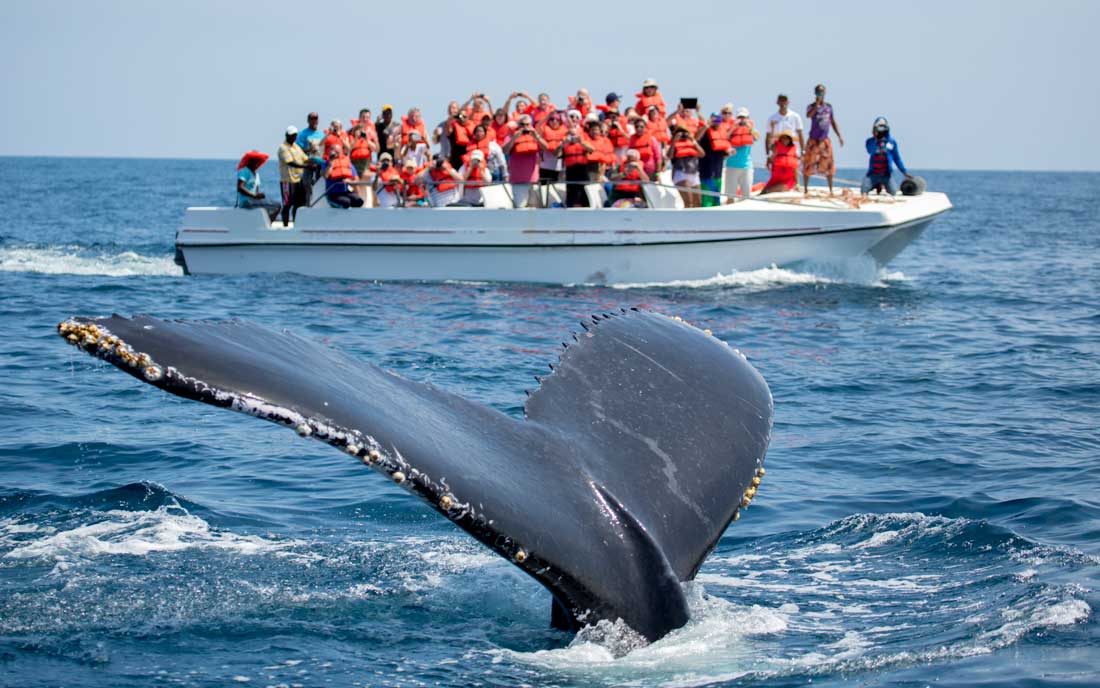 Tourist on boat taking pictures of whale.