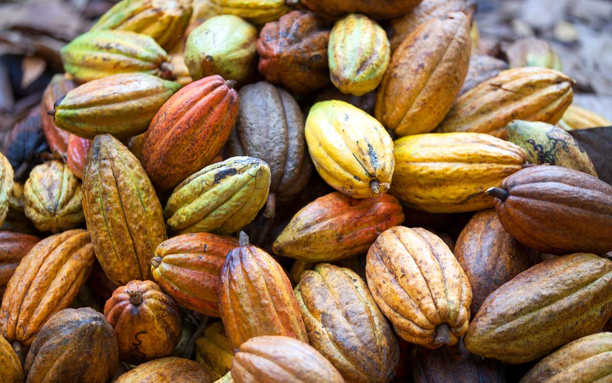 Piled natural Cacao fruit.