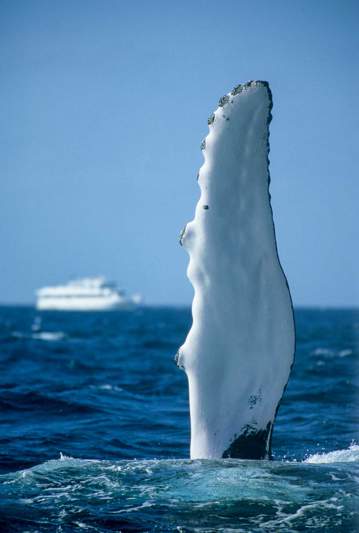 Whale fin out of water.