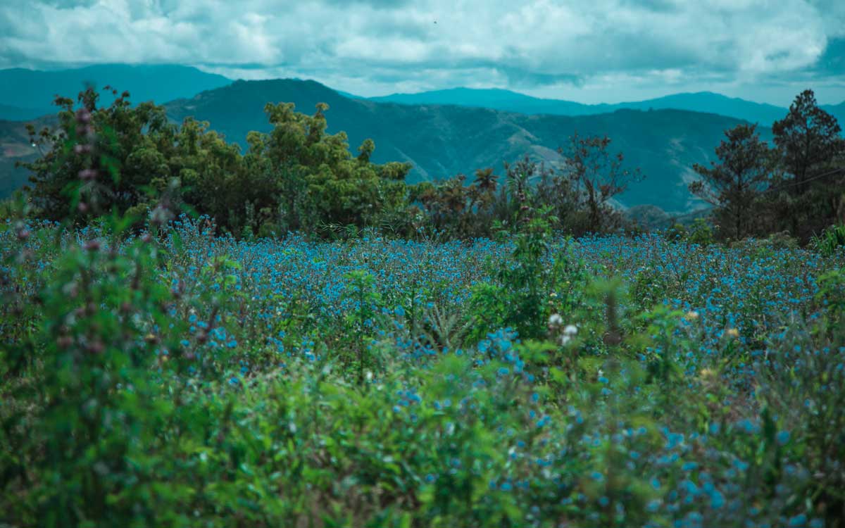 Field of lilies at Valle Nuevo.