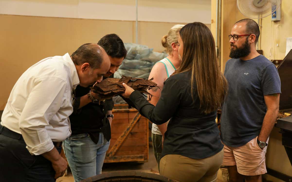 Aurora Cigar Factor visitors smelling tobacco leaves.